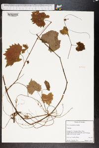 Vitis rotundifolia image