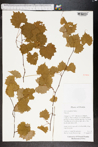 Vitis rotundifolia image