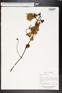 Vitis rotundifolia image