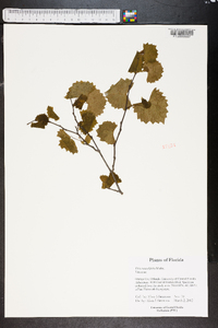 Vitis rotundifolia image