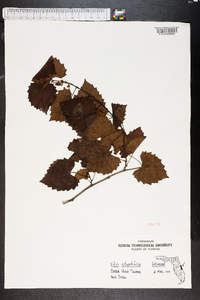 Vitis rotundifolia image