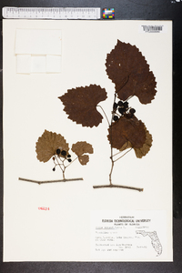 Vitis rotundifolia image