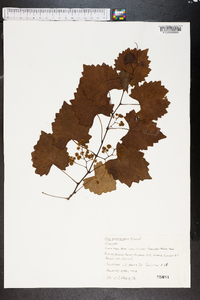 Vitis rotundifolia image