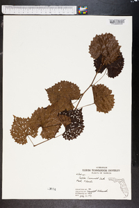 Vitis rotundifolia image