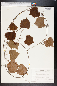 Vitis rotundifolia image