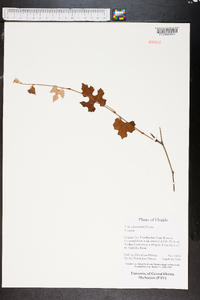 Vitis shuttleworthii image