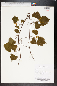 Vitis shuttleworthii image