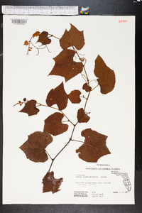 Vitis shuttleworthii image