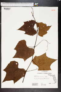 Vitis shuttleworthii image