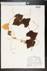 Vitis shuttleworthii image