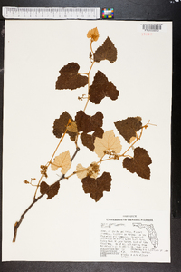 Vitis shuttleworthii image