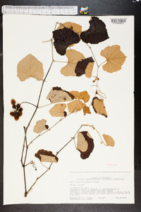 Vitis shuttleworthii image