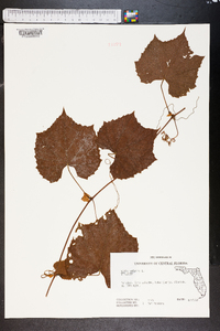 Vitis vulpina image