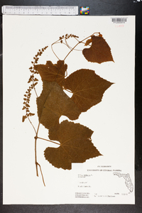 Vitis vulpina image