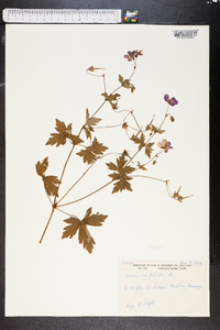 Geranium palustre image