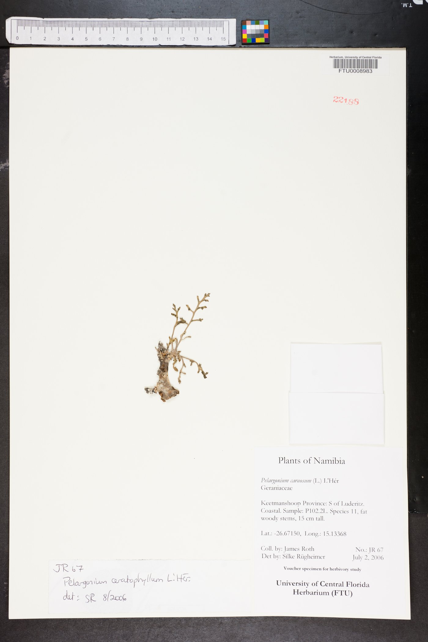 Pelargonium carnosum image