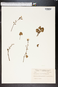 Pelargonium odoratissimum image