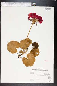 Pelargonium zonale image