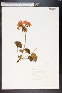 Pelargonium zonale image