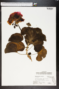 Pelargonium zonale image