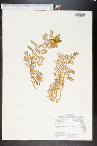 Tribulus cistoides image