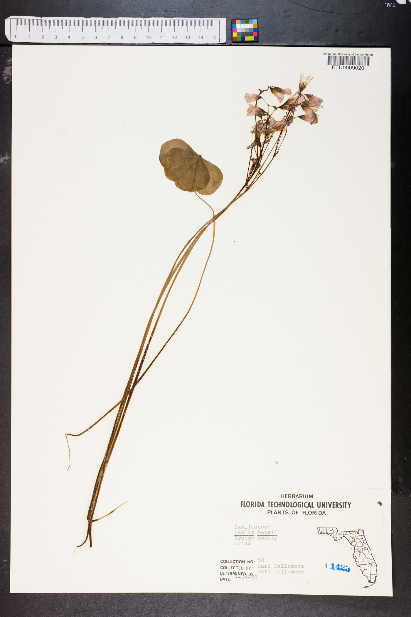 Oxalis bowiei image