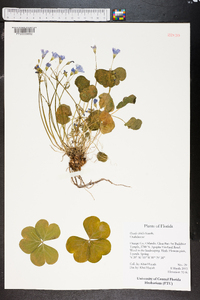 Oxalis debilis image