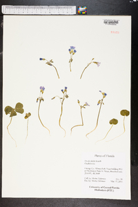 Oxalis debilis image