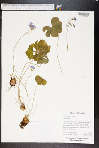 Oxalis debilis image