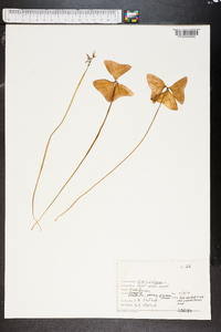 Oxalis grandis image