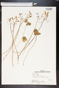 Oxalis grandis image