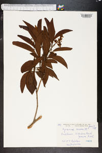 Byrsonima coriacea image