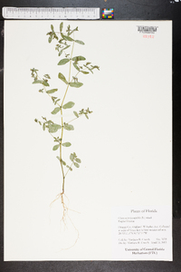 Chamaesyce hyssopifolia image