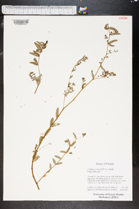 Chamaesyce hyssopifolia image