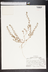 Chamaesyce thymifolia image