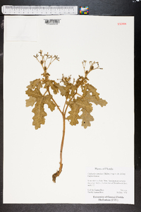 Cnidoscolus urens image