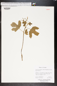 Cnidoscolus urens image