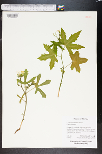 Croton argyranthemus image