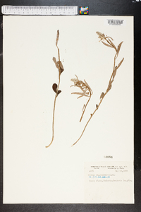 Croton argyranthemus image
