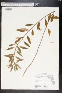 Croton argyranthemus image