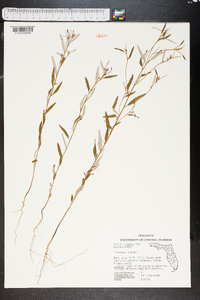 Croton linearis image