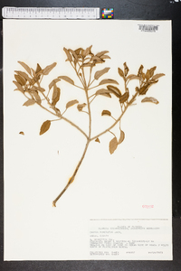 Croton punctatus image