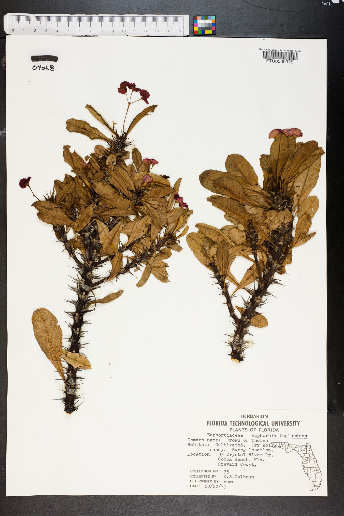 Euphorbia splendens image