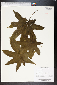 Ricinus communis image