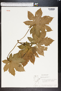 Ricinus communis image