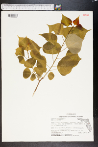 Sapium sebiferum image