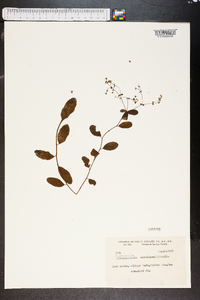 Tithymalopsis corollata image