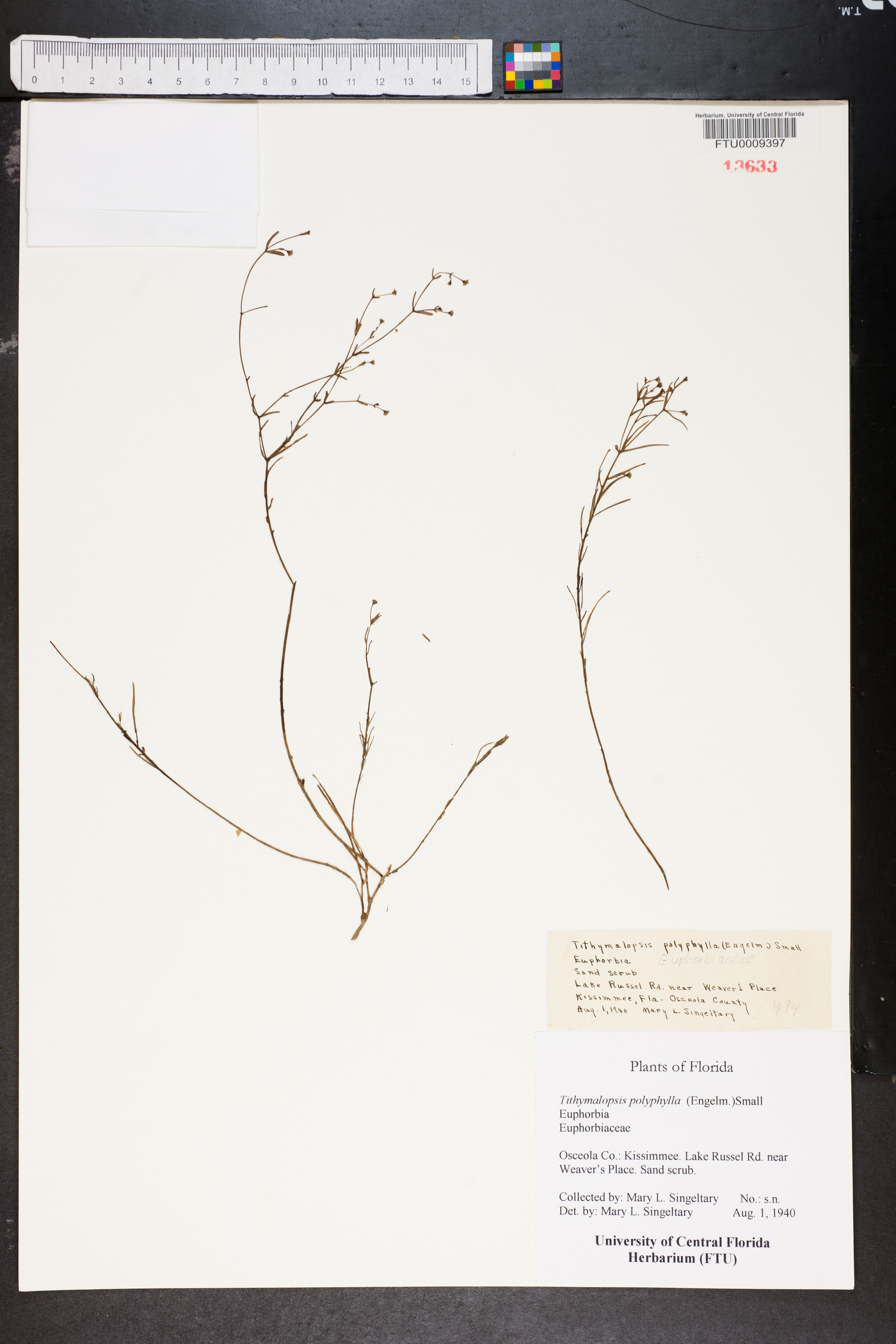 Tithymalopsis polyphylla image