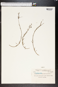 Tithymalopsis polyphylla image