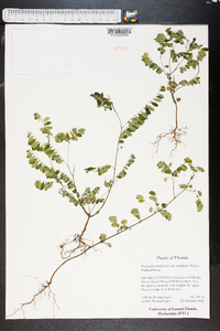 Phyllanthus carolinianus image